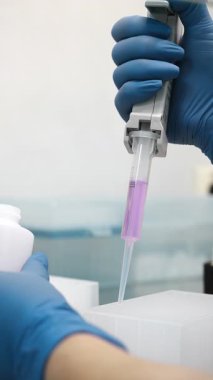 Modern PCR laboratuvar ortamında kapalı alanda analiz için pipetleme mor reaktörü.