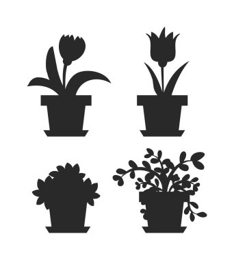 tencerede ev çiçekleri