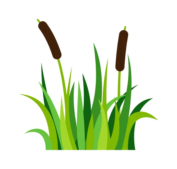 Gras vectorillustratie. — Stockvector