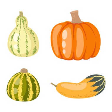 Kabak vektör illüstrasyon izole