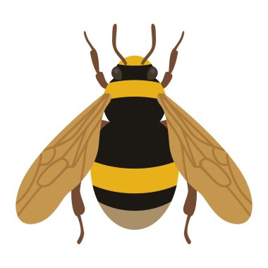 Bal sarı arı sinek böcek