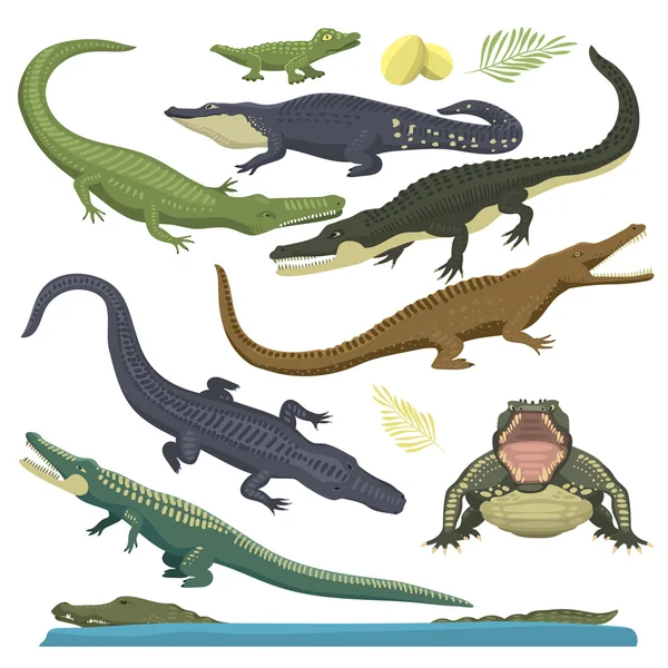 Grüne Krokodil Reptilien Vektor Illustration. — Stockvektor
