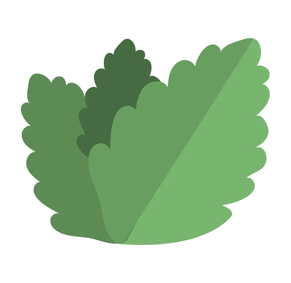 Vecteur de feuilles de menthe fraîche crue — Image vectorielle
