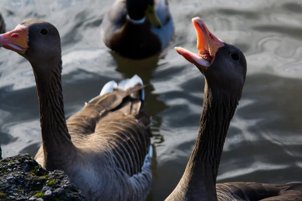 Goose with Open Mouth and Teeth in Water — Stock Photo, Image