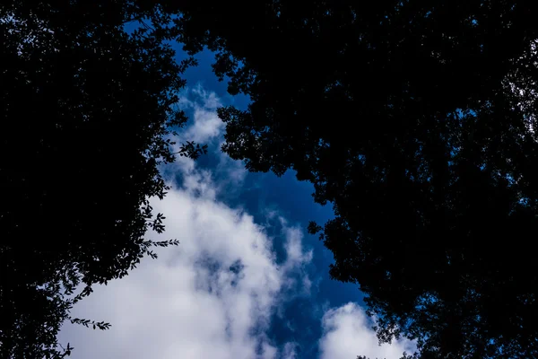 Silhouetted δέντρο φύλλα με ουρανό γαλάζιο σύννεφο — Φωτογραφία Αρχείου
