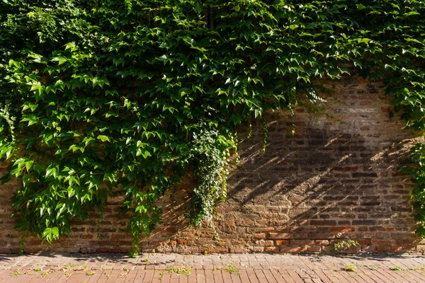 Croissance simple de la vigne de lierre face au mur de brique rustique — Photo