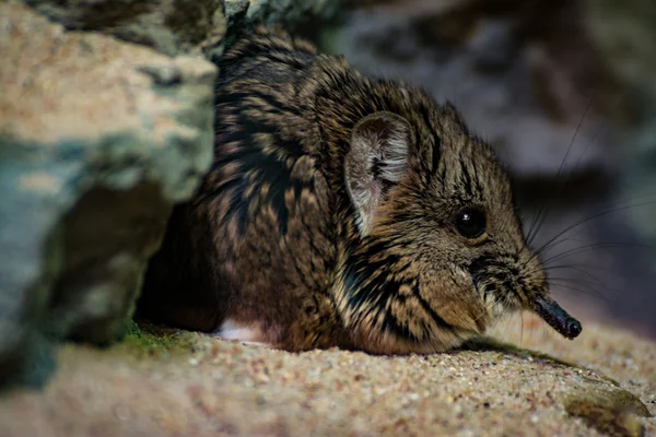 Pequena gaiola de vidro de areia de roedor deitado rocha terrestre — Fotografia de Stock