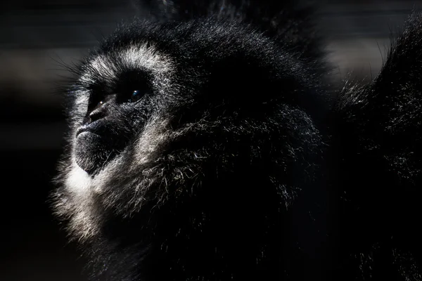 Gibbon μαϊμού ψάχνει σε δραματική αντίθεση ήλιου λεπτομέρεια πορτρέτο — Φωτογραφία Αρχείου