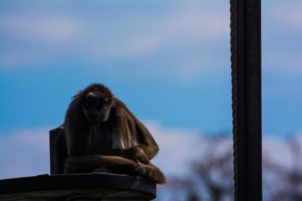 Spider Monkey sentado na plataforma durante o dia — Fotografia de Stock