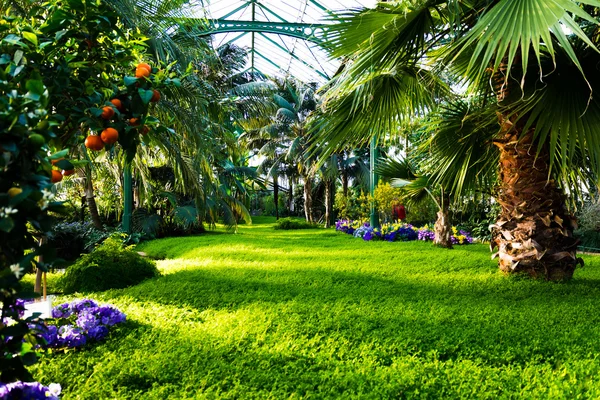 Prachtige groene Lush broeikasgassen planten oase tuin — Stockfoto