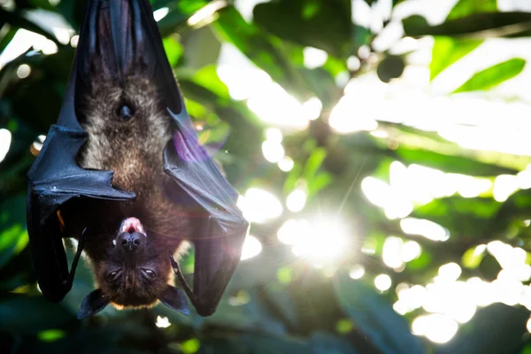 Morcego mal humorado manhã animal sol chama acordar — Fotografia de Stock