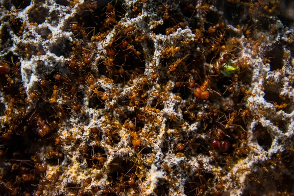 Thousands of Ants in Colony Dirt Structures — Stock Photo, Image