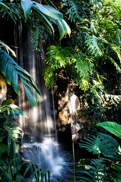 Waterfall Jungle Plants Flowing Water Rocks