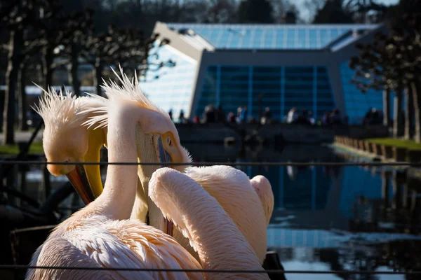 Two Pink Pelicans Together with Crossed Necks — Stock Photo, Image