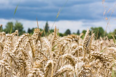 Buğday tahıl alan bej manzara doğa açık havada çiftlik ülke