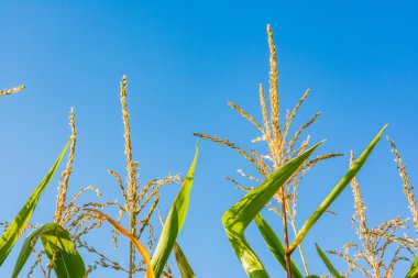 Mısır bitki en iyi makro detay güneşli mavi gökyüzü kontrast