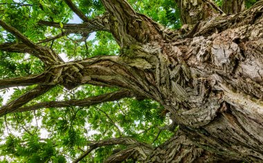 Parlak yeşil yaprakları için ağaç gövdesi tabanından