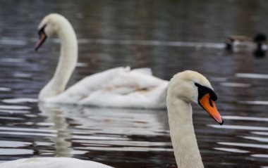 Geçmiş yüzen kuğular birbirlerine dışında su
