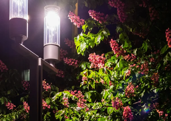 Street Light Bush Flowers Growing Toward Light — Stock Photo, Image