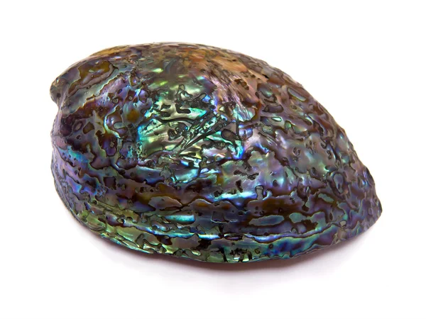 Wyczyszczone perlmutte muszla Haliotis iris, Rainbow abalone lub paua. Widok boczny. — Zdjęcie stockowe