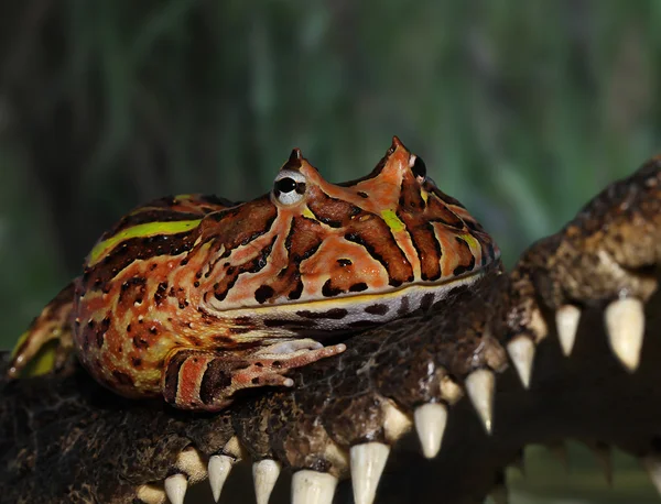 Frog on a crocodile — Stock Photo, Image