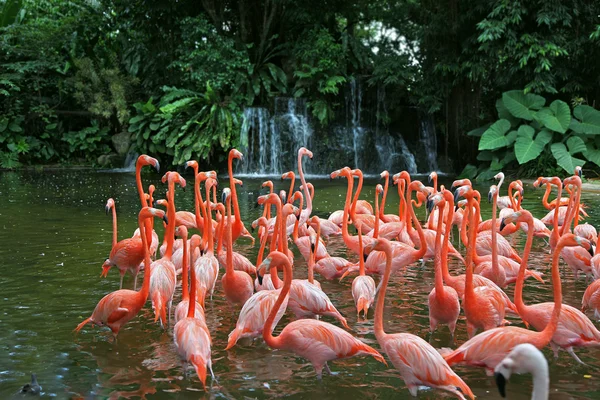 Flamenco rosa en el agua — Foto de Stock