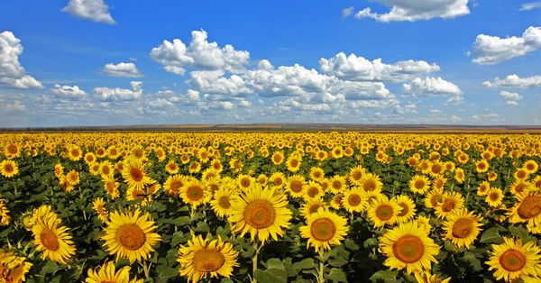 Żółtym polu słoneczników na tle niebieskiego nieba — Zdjęcie stockowe