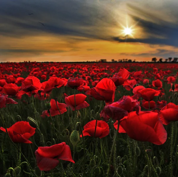 Campo de papoula ao pôr do sol — Fotografia de Stock