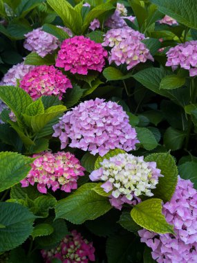 pembe ortanca Bahçe