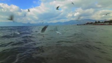 Göl üzerinde uçan martı