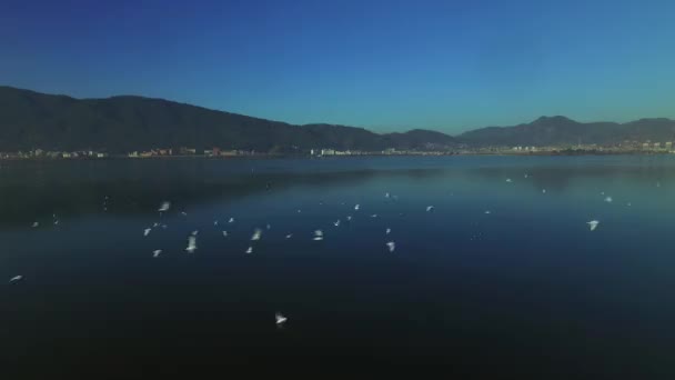 Mouette volant sur le lac — Video