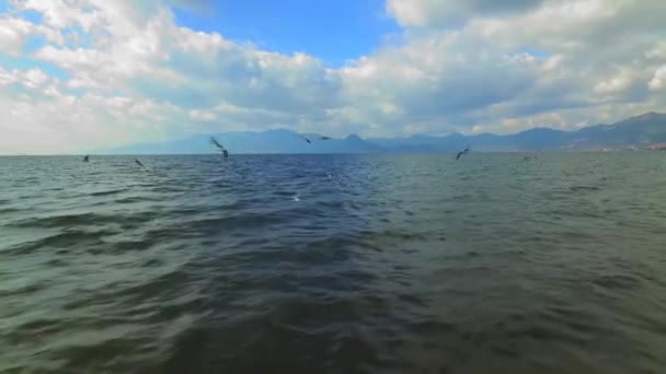 Fiskmås flyger på sjön — Stockvideo