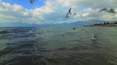 Göl üzerinde uçan martı