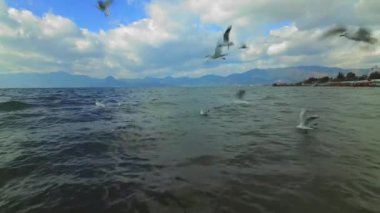 Martı gökyüzünde uçuyor.