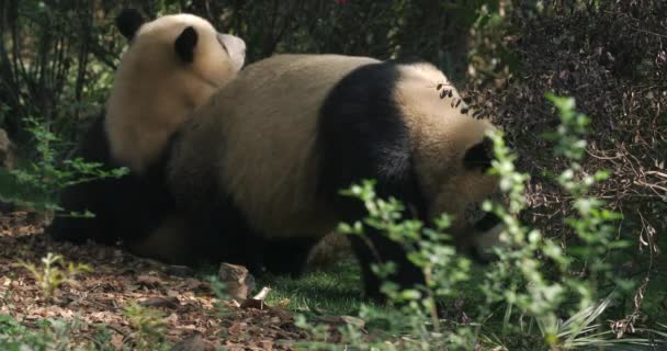 Adorável casal urso panda gigante namoro na floresta — Vídeo de Stock