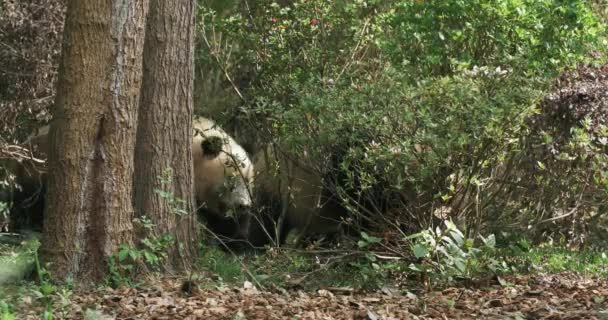 숲 속을 걷고 있는 아름다운 자이언트 판다 부부 — 비디오