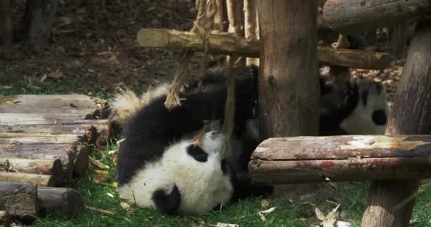 Twee panda welpen hebben plezier op de grond — Stockvideo