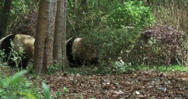 İki dev panda rahatça yürüyor..