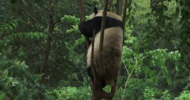 Komik dev panda küçük ağaca tırmanıyor.