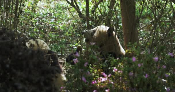 Dwie pandy jedzące bambus w gaju. — Wideo stockowe