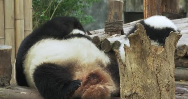 Rozkošný obří panda hrušková rodina hrát spolu — Stock video