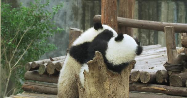 İki sevimli dev panda yavrusu birlikte oynuyor. — Stok video
