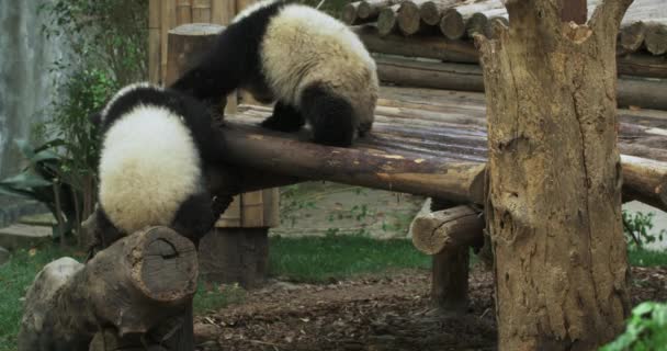 Dois adorável gigante panda urso filhote jogando juntos — Vídeo de Stock