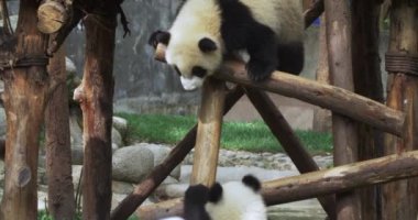 İki panda ahşap kazıkla birbirleriyle oynuyorlar..