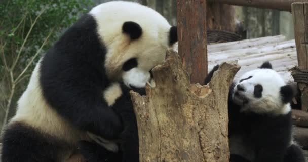 Giant panda playing with cute panda cubs rolling and having fun — Stock Video