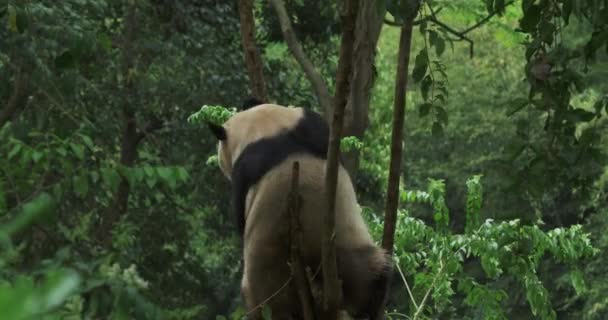 Un panda gigante sta scendendo rapidamente da un albero. — Video Stock