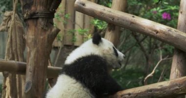 Küçük bir panda bazı bahislerde oynuyor.