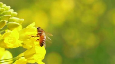 Sarı çiçekte bal arısı