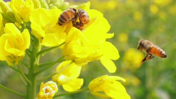 Pszczoła miodna latająca wokół purpurowego kwiatu — Wideo stockowe
