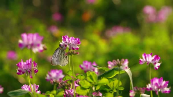 Campo de primavera con mariposa en flor — Vídeo de stock